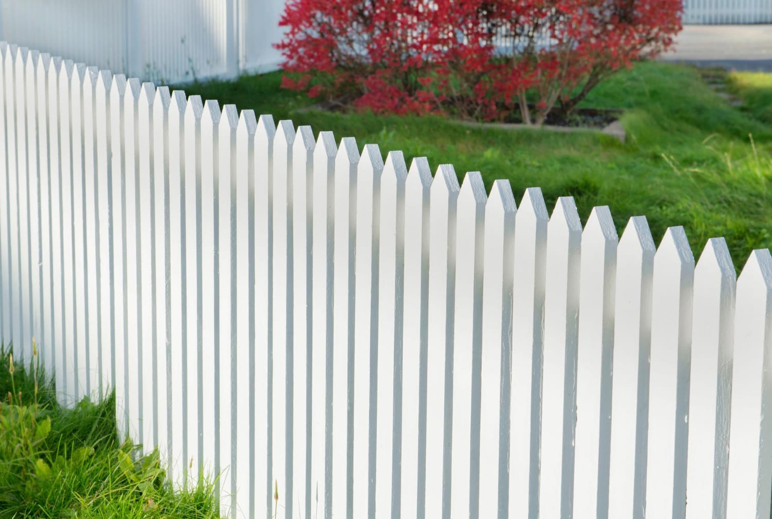 4962 White picket fence with green grass and a bush with red leaves in the background.